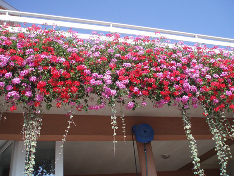 Nos astuces pour un balcon fleuri en ville