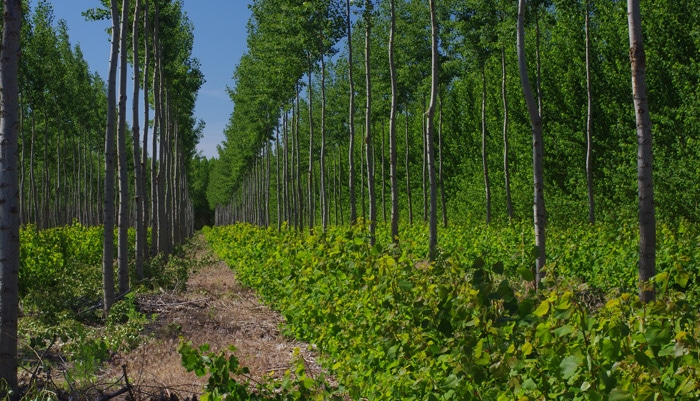 La liste des arbres qui poussent plus vite que les autres