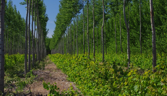 La liste des arbres qui poussent plus vite que les autres