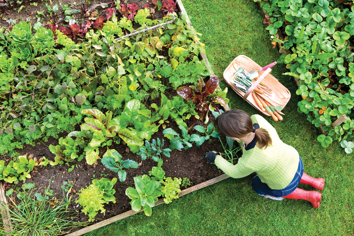 Les astuces pour concevoir et préparer un jardin potager